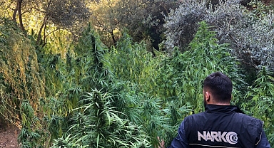 Ödemiş'te 253 kök Hint keneviri ele geçirildi