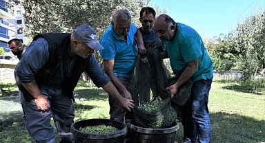 Bornova Belediyesi sahipsiz zeytinlere sahip çıkıyor