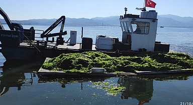 Körfez’de oluşan deniz marulları temizleniyor
