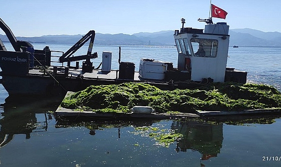 Körfez’de oluşan deniz marulları temizleniyor