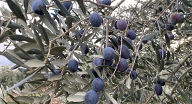 Sofralık zeytin ihracatında tarihi rekor