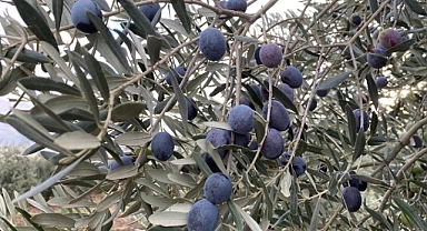 Sofralık zeytin ihracatında tarihi rekor