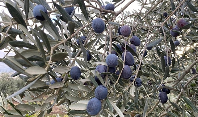 Sofralık zeytin ihracatında tarihi rekor