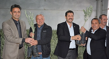 Demirci'de çiftçilere zeytin fidanı dağıtıldı