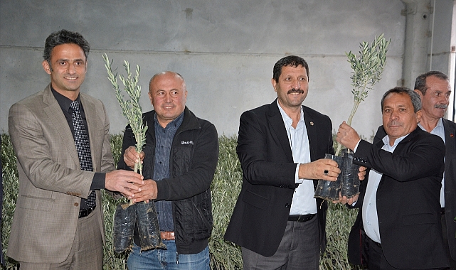 Demirci'de çiftçilere zeytin fidanı dağıtıldı