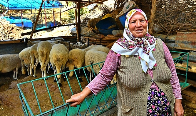 İzmir Büyükşehir Belediyesi’nin verdiği üç koyundan 48 koyuna