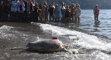 İztuzu sahilinde yaklaşık 12 bin caretta caretta mavi sularla buluştu