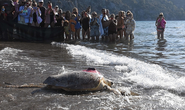İztuzu sahilinde yaklaşık 12 bin caretta caretta mavi sularla buluştu