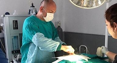 Kaza geçiren çakal ameliyat edildi