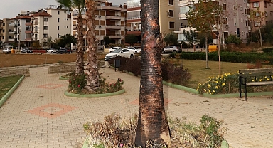 Şehir magandaları parktaki palmiye ağacını yaktı!