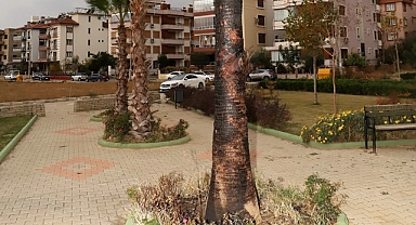 Şehir magandaları parktaki palmiye ağacını yaktı!