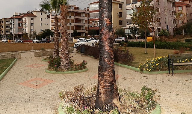 Şehir magandaları parktaki palmiye ağacını yaktı!