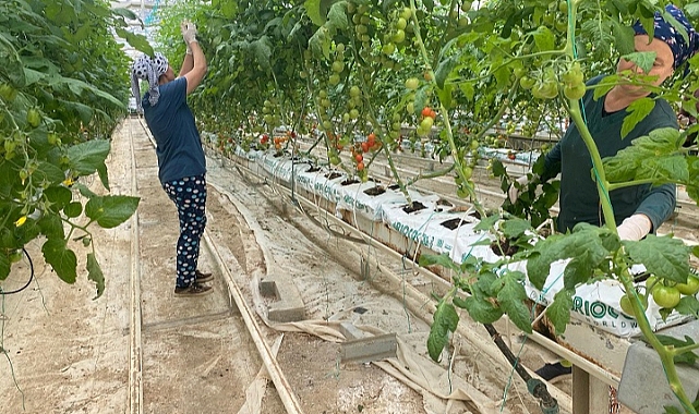 Topraksız serada hasat heyecanı başlıyor