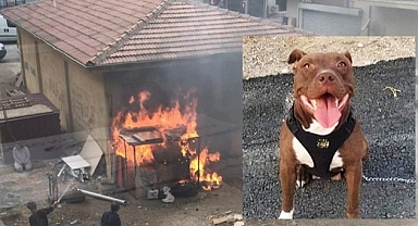 Köpeğin yakılarak öldürülmesine ilişkin davada sanık tahliye edildi