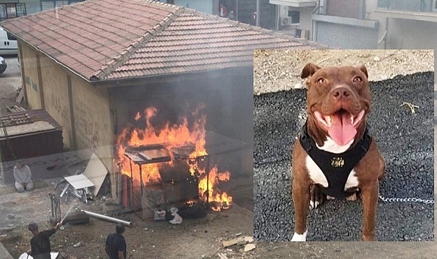 Köpeğin yakılarak öldürülmesine ilişkin davada sanık tahliye edildi