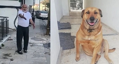 Köpek öldürülmesiyle ilgili dava da karar açıklandı