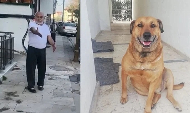 Köpek öldürülmesiyle ilgili dava da karar açıklandı