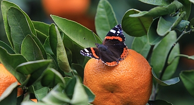 Mandalinanın rekoltesi iki kat arttı