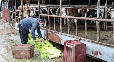 Buca Belediyesi hayvancılığın kaderini değiştiriyor