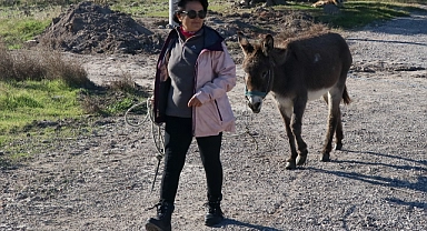 Hayvansever çift evlerinin bahçesini sahipsiz köpeklere ve eşek "Kadife"ye açtı