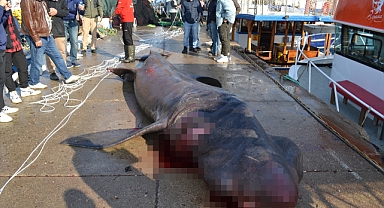 Urla'da 7,5 metrelik ölü köpek balığı ağlara takıldı