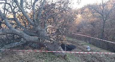 Uşak'ta kestiği ağacın altında kalan kişi öldü