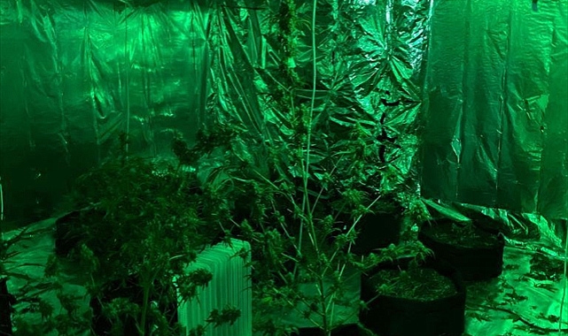 Kuşadası'nda evinde uyuşturucu yetiştiren kişi gözaltına alındı