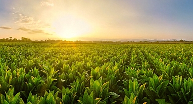 Tütün üreticisi üretime geri dönüyor