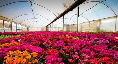 24. Uluslararası Bayındır Çiçek Festivali Başlıyor