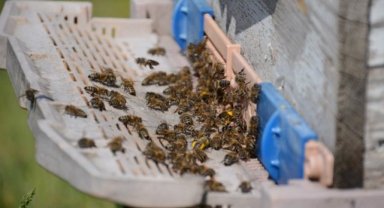 Bal arısı zehrinden çıkan bilimsel sonuç... Epilepsi ataklarına karşı etkili