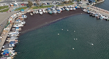 İzmir Körfezi'nde deniz yosunu yayılımı sürüyor