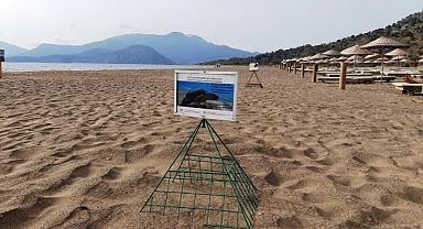 İztuzu kumsalında caretta caretta yuvası sayısında artış bekleniyor
