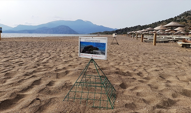 İztuzu kumsalında caretta caretta yuvası sayısında artış bekleniyor