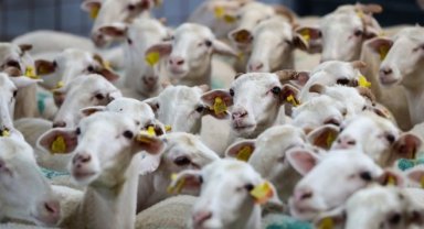 Aliağa'da 'Damızlık Koyun Üretim Merkezi' faaliyette