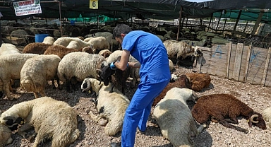 Buca Belediyesi’nde Kurban Bayramı mesaisi