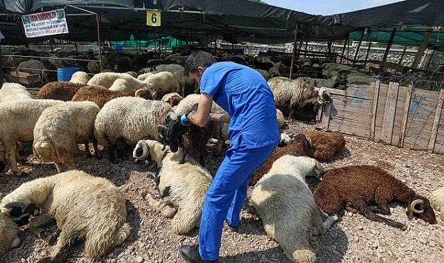 Buca Belediyesi’nde Kurban Bayramı mesaisi