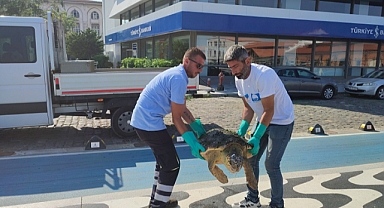 Körfez’de yaralı “Caretta Caretta”  bulundu