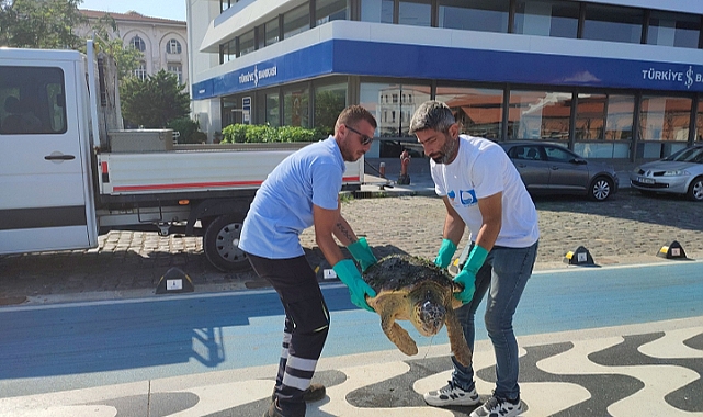 Körfez’de yaralı “Caretta Caretta”  bulundu