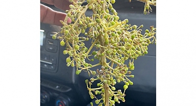 “Bağlarda felaket yaşanıyor”