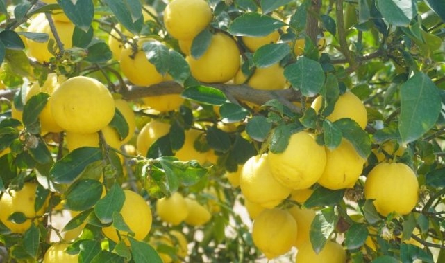 Finike'nin kokulu limonu ve Hicaz Narı, uluslararası listede