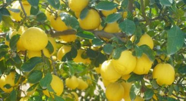Finike'nin kokulu limonu ve Hicaz Narı, uluslararası listede