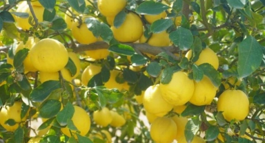 Finike'nin kokulu limonu ve Hicaz Narı, uluslararası listede