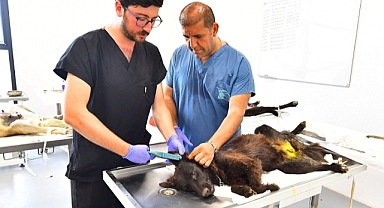 İzmir’de bir yılda 25 bin kedi ve köpek kısırlaştırıldı