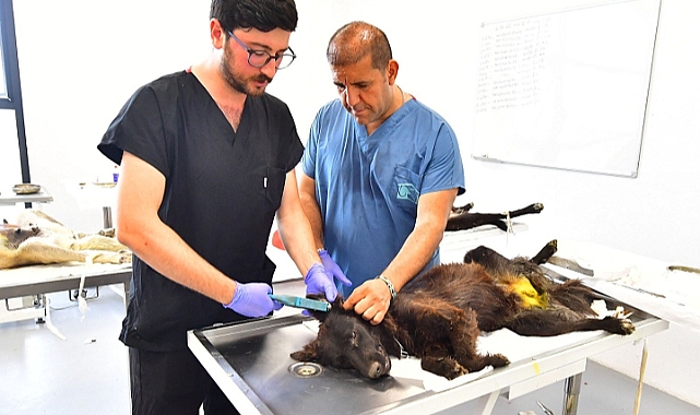 İzmir’de bir yılda 25 bin kedi ve köpek kısırlaştırıldı