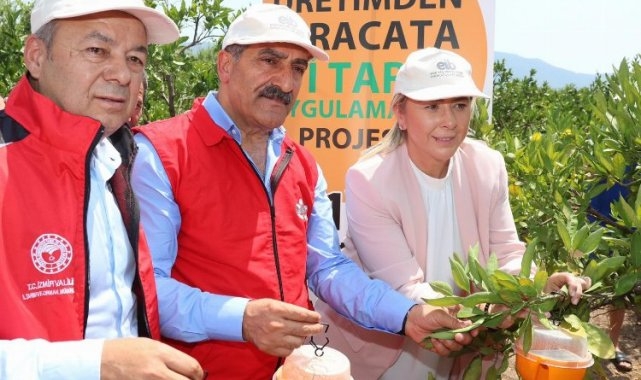 İzmir'de Akdeniz Meyve Sineği ile mücadele...