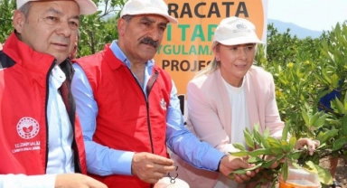 İzmir'de Akdeniz Meyve Sineği ile mücadele...
