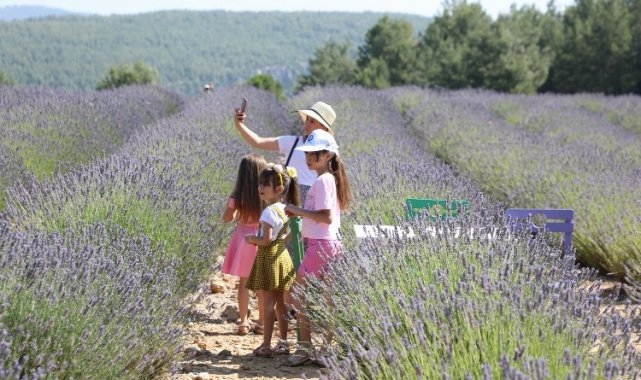 Muğla'da Lavanta Bahçesi'ne ziyaretçi akını