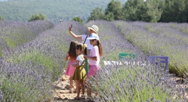 Muğla'da Lavanta Bahçesi'ne ziyaretçi akını