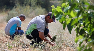 Buca’dan yurtdışına tıbbi adaçayı