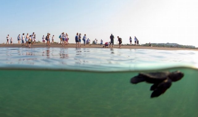 'Caretta Caretta'lar Akdeniz'le buluşturuluyor
